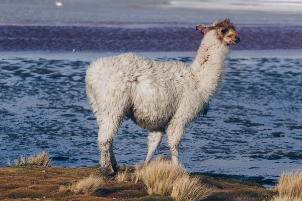 Lama en la Laguna Colorada, Bolivia — Foto de Stock