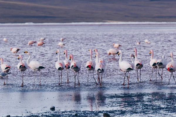 Flamingos no lago em Andes, a parte sul da Bolívia — Fotografia de Stock