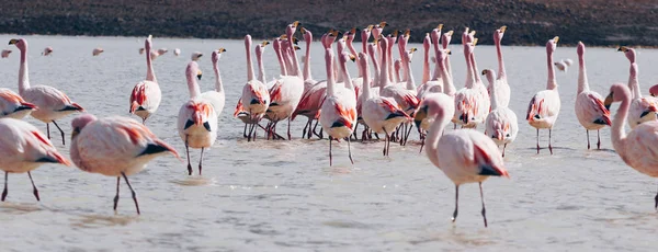 Flamingoer ved innsjøen i Andes, den sørlige delen av Bolivia – stockfoto