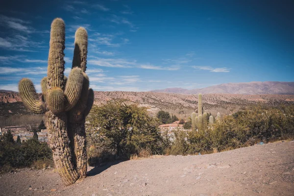 Kaktus na kolorowe doliny z Quebrada de Humahuaca Jujuy — Zdjęcie stockowe