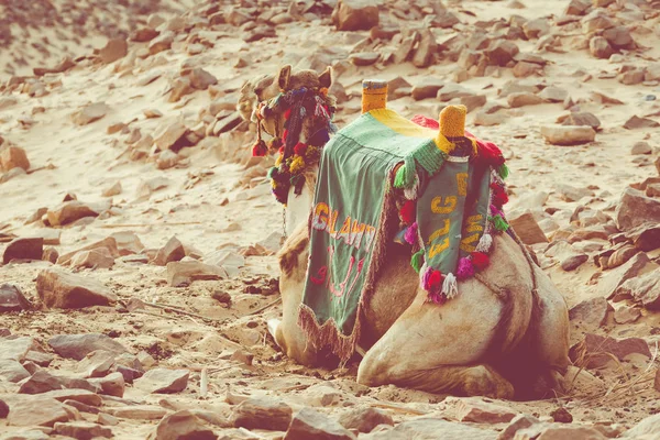 Chameau avec selle traditionnelle bédouine en Egypte — Photo