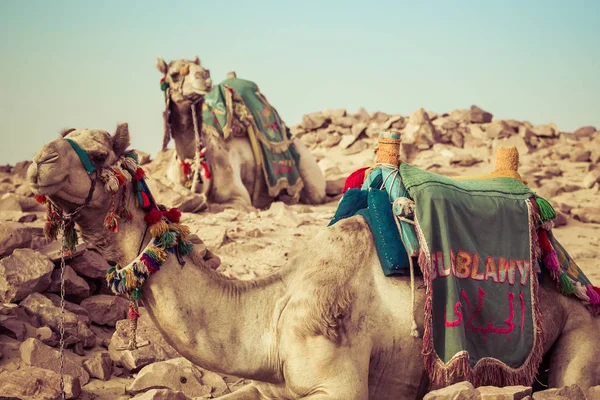 Camel leigos com sela beduíno tradicional no Egito — Fotografia de Stock