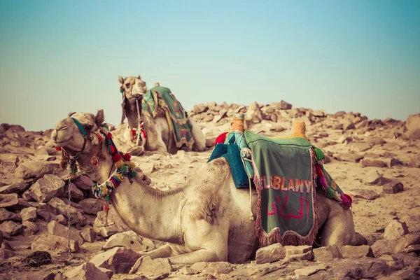 Velbloud ležela s tradiční beduínské sedlo v Egyptě — Stock fotografie