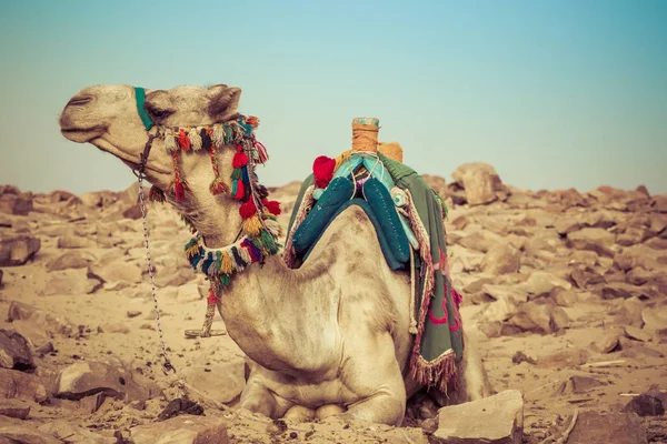 Kameel leggen met traditionele bedoeïenen zadel in Egypte — Stockfoto