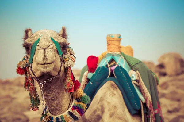 Wielbłąd leżał z tradycyjny beduiński siodło w Egipcie — Zdjęcie stockowe