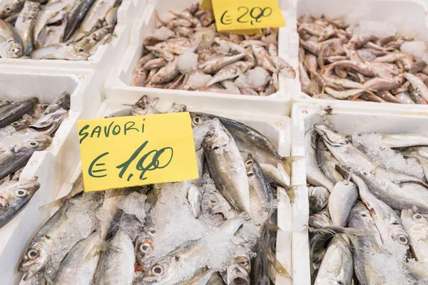 Escolha colorida de peixes no mercado tradicional em Palermo, Sicília — Fotografia de Stock