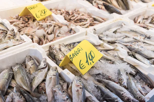 Escolha colorida de peixes no mercado tradicional em Palermo, Sicília — Fotografia de Stock