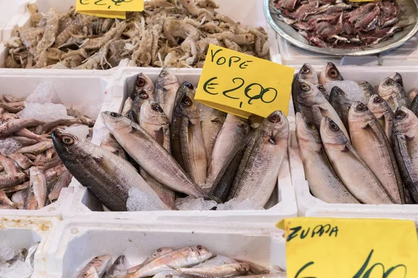 Escolha colorida de peixes no mercado tradicional em Palermo, Sicília — Fotografia de Stock