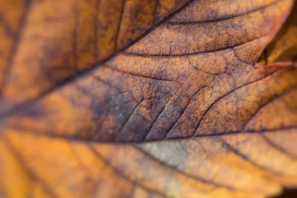 Macro close-up extremo de uma folha de outono colorido com detai fino — Fotografia de Stock