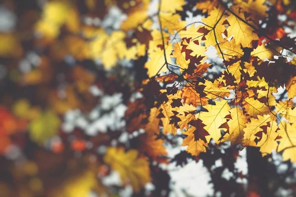 Autumn. Fall scene. Beauty nature scene trees and leaves. Nature — Stock Photo, Image