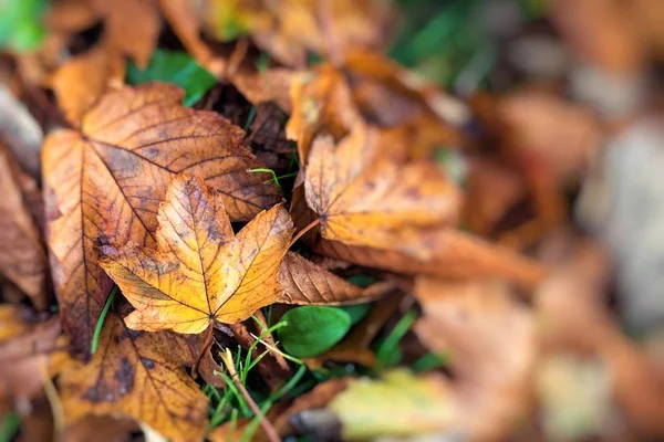 L'autunno lascia lo sfondo a fuoco selettivo. Rosso, arancione e giallo — Foto Stock