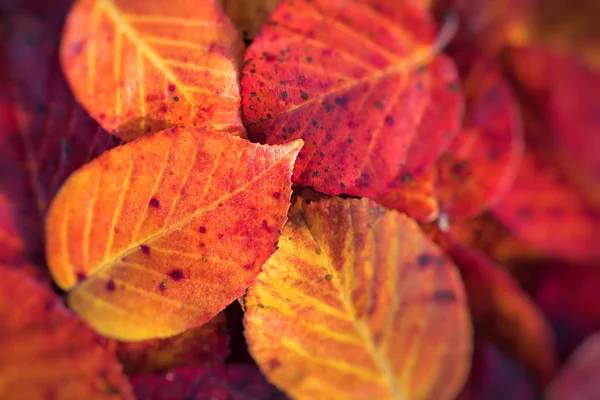 Экстремальный крупный план цветного осеннего листа с мелкими деталями — стоковое фото