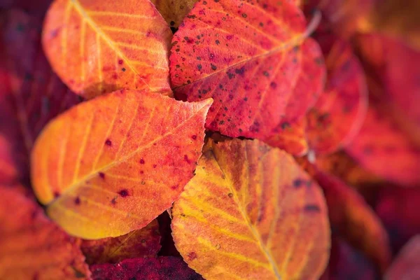 Outono deixa fundo em foco seletivo. Vermelho, laranja e yel — Fotografia de Stock
