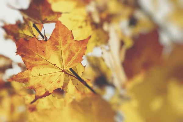 Seizoen van mooie herfstbladeren. Achtergrond van de natuur. — Stockfoto