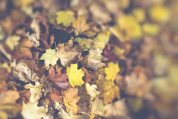 Εποχή του όμορφα φθινοπωρινά φύλλα. Φύση φόντο. — Φωτογραφία Αρχείου