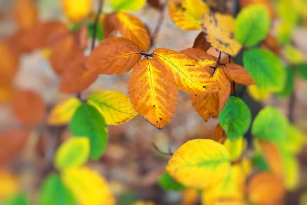 Hojas amarillas, naranjas y rojas de otoño en el parque de otoño. Naturaleza backgr —  Fotos de Stock