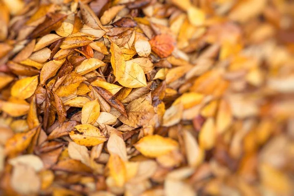 Macro close-up. Geel, oranje en rode herfstbladeren in Val park. — Stockfoto