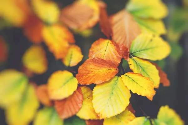 Yellow, orange and red autumn leaves in fall park. Nature backgr — Stock Photo, Image