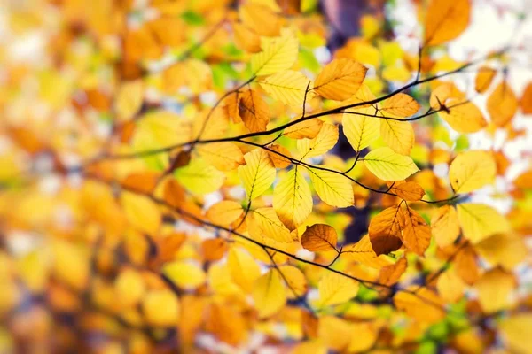 Осень оставляет фон в селективном фокусе. Красный, оранжевый и желтый — стоковое фото