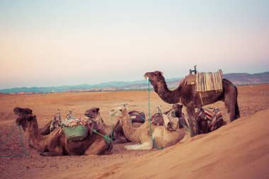Develer üzerinde kum tepeleri Sahara Çölü'nde. Fas, Afrika.