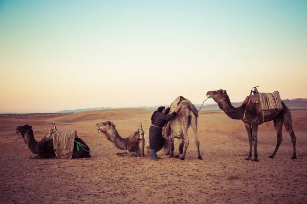 在撒哈拉大沙漠的沙丘上的骆驼。摩洛哥、非洲. — 图库照片