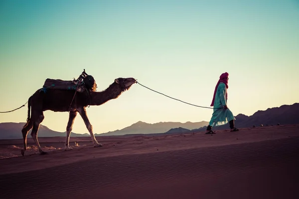 Caravana de camellos con gente atravesando las dunas de arena en el Sa —  Fotos de Stock