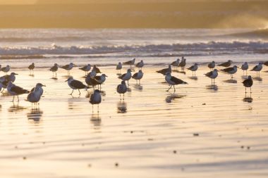 Sunset beach Essaouira adlı planda ile Martı,
