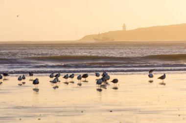 Sunset beach Essaouira adlı planda ile Martı,
