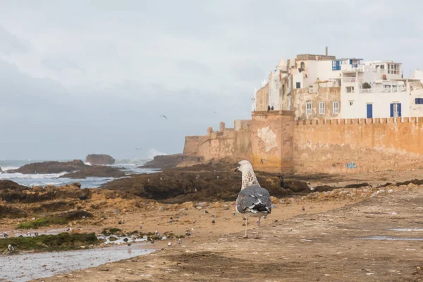 Klasszikus kilátás-ból Essaouira medina a falról, a vár, — Stock Fotó