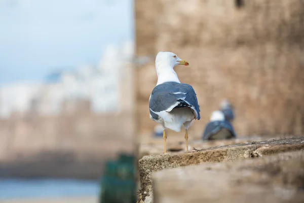 Sqala du Port, uma torre defensiva no porto de pesca de Essaouir — Fotografia de Stock