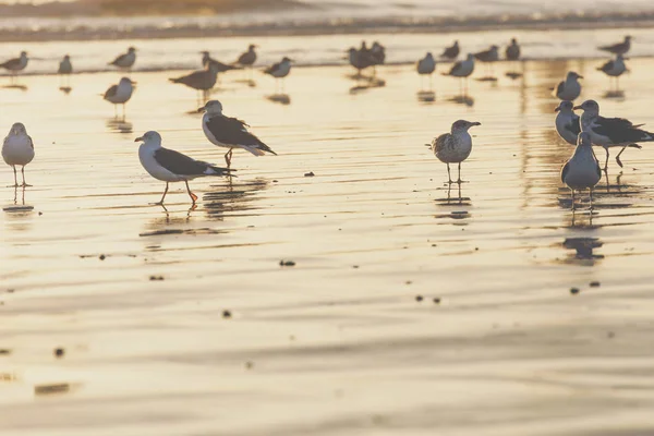 Mås med solnedgången i bakgrunden i stranden i Essaouira, — Stockfoto