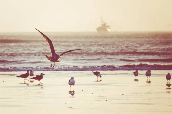 Seagull with sunset in the background in the beach at Essaouira, — Stock Photo, Image