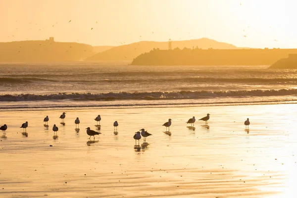 Seagull with sunset in the background in the beach at Essaouira, — Stock Photo, Image