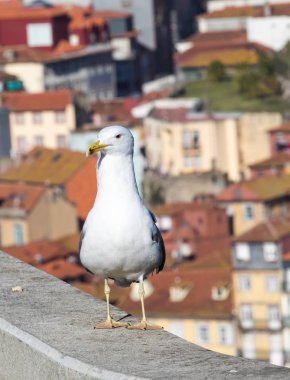 Bir Vila Nova de Gaia, Porto, Portekiz, çatılar üzerinden Douro nehir ve Ribeira martı.