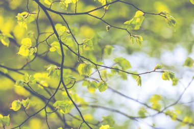 Çiçeği ağaç doğa arka plan üzerinde. Bahar çiçekleri. Bahar geri