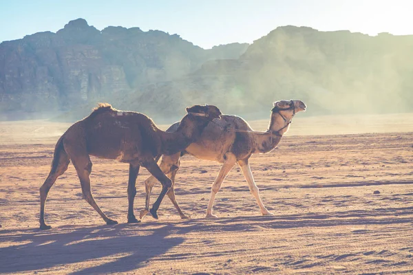 Deve kervan Wadi Rum, Ürdün, seyahat — Stok fotoğraf