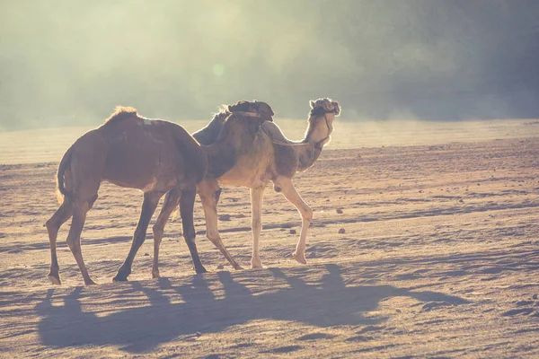 Camello caravana viajando en Wadi Rum, Jordania —  Fotos de Stock