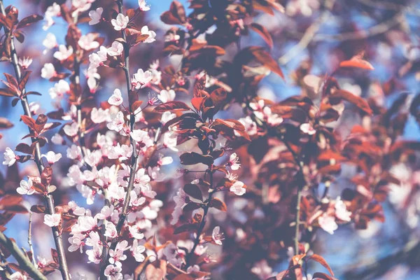 Kvetoucí strom nad přírodní pozadí. Jarní květiny. Jarní zpět — Stock fotografie