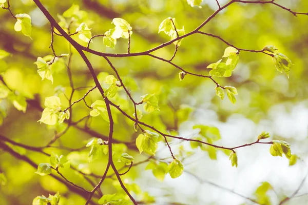 Blütenbaum über der Natur Hintergrund. Frühlingsblumen. Feder zurück — Stockfoto