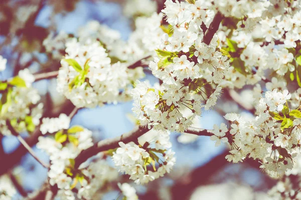 Blossom tree over nature background. Spring flowers. Spring Back — Stock Photo, Image