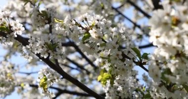 Baharda kiraz çiçeği açan kiraz sakura.