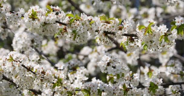 Gyönyörű Cseresznyevirág Sakura Tavasszal — Stock videók