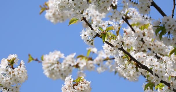 Krásné Třešňové Květy Sakura Jaře — Stock video