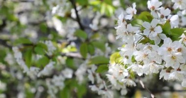 Baharda kiraz çiçeği açan kiraz sakura.