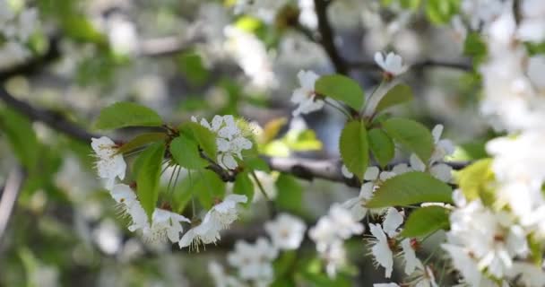 Vacker Körsbärsblomma Sakura Våren — Stockvideo