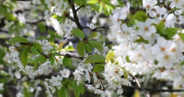 Bela Flor Cerejeira Sakura Primavera — Vídeo de Stock