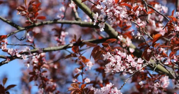 Vackra Blommande Japanska Körsbär Sakura Bakgrund Med Blommor Vårdag — Stockvideo