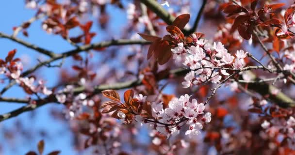 美しい開花日本の桜 さくら 春の日の花の背景 — ストック動画