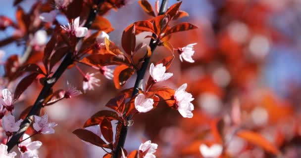 Красивая Цветущая Японская Вишня Сакура Фон Цветами Весенний День — стоковое видео