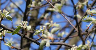 Baharda kiraz çiçeği açan kiraz sakura.